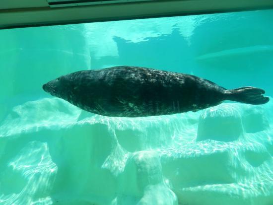 Aquarium de Biarritz